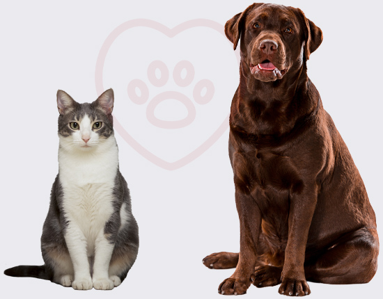 ambulanta veterinara