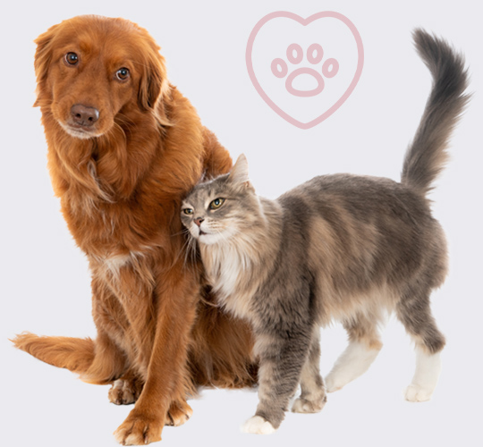 animale fara suferinta